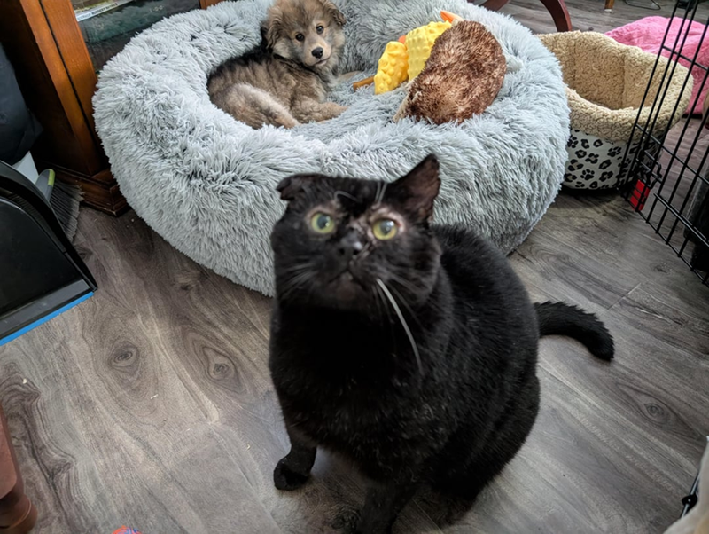 Cheezburger Image 10619861248