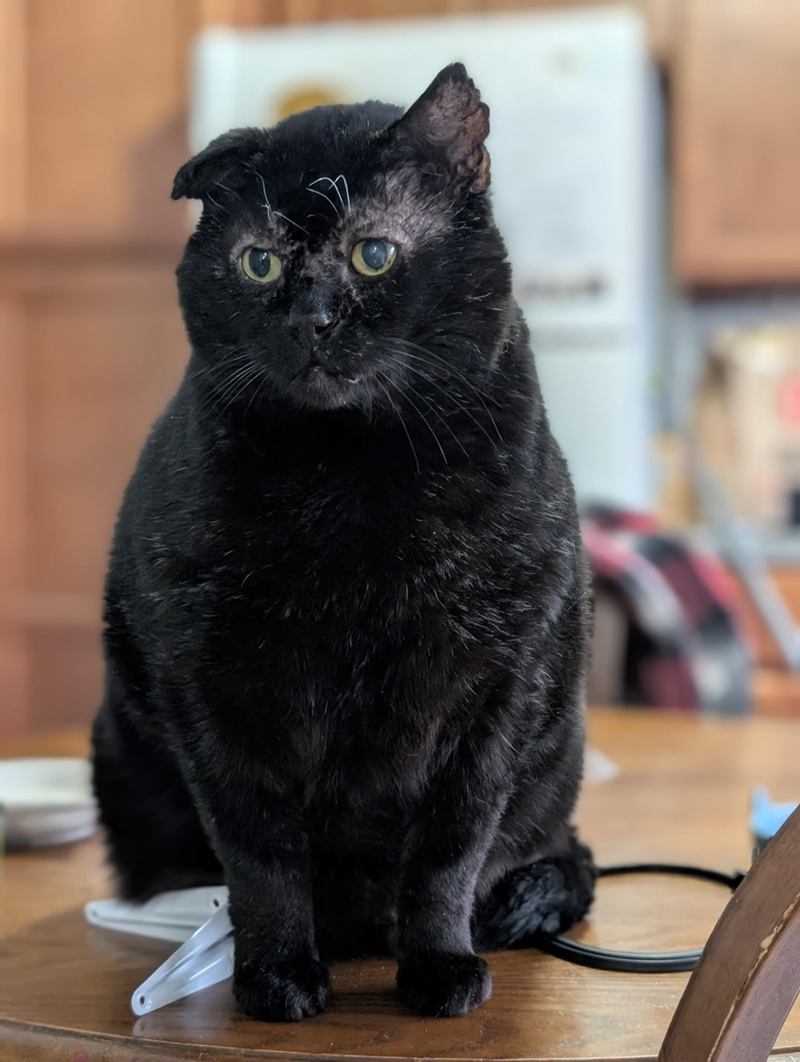 Cheezburger Image 10619861504