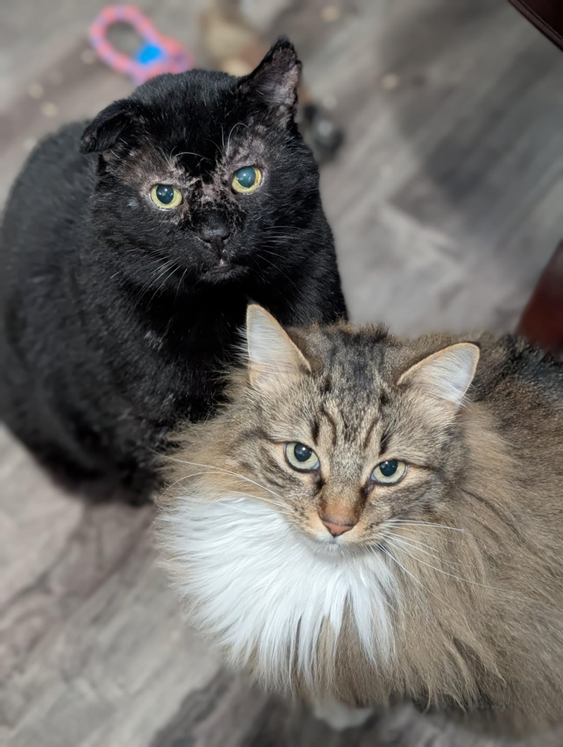 Cheezburger Image 10619861760