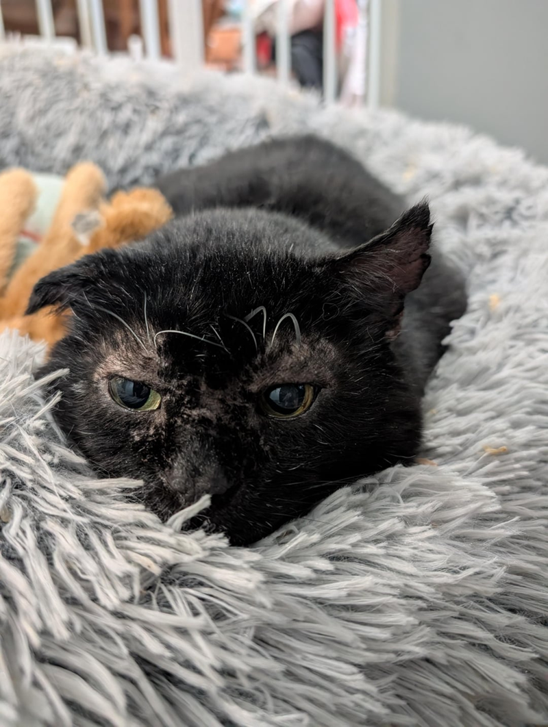 Cheezburger Image 10619862016