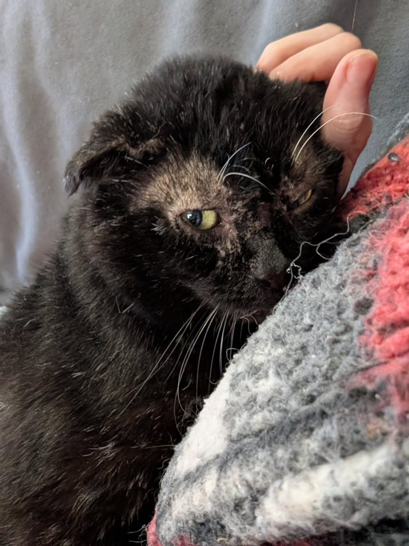 Cheezburger Image 10619862272