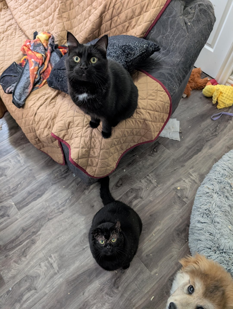 Cheezburger Image 10619862528