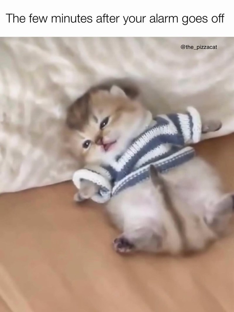 The few minutes after your alarm goes off @the_pizzacat