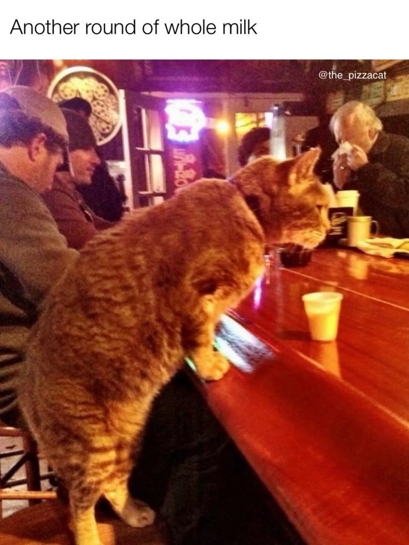 Another round of whole milk 20 @the_pizzacat