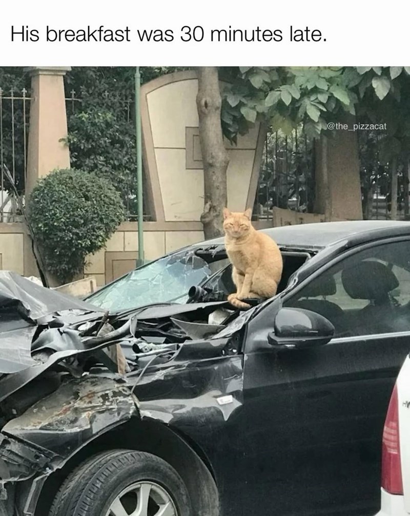 His breakfast was 30 minutes late. @the_pizzacat