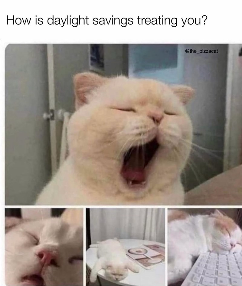 How is daylight savings treating you? @the_pizzacat