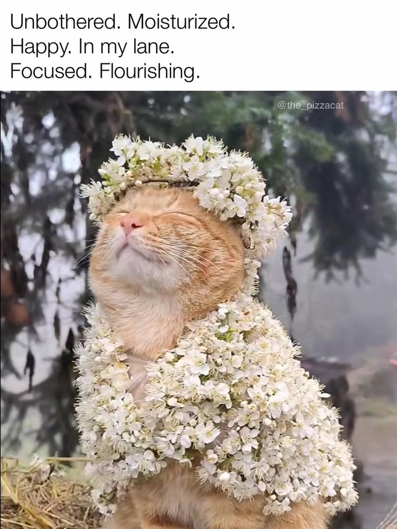 Unbothered. Moisturized. Happy. In my lane. Focused. Flourishing. @the_pizzacat