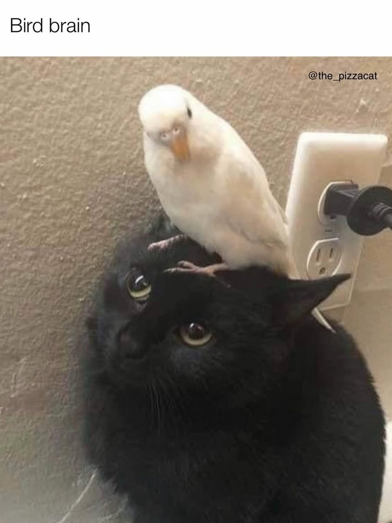 Bird brain @the_pizzacat