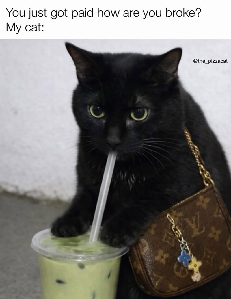 You just got paid how are you broke? My cat: @the_pizzacat
