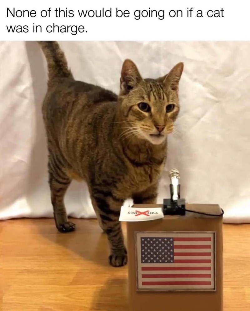 None of this would be going on if a cat was in charge.