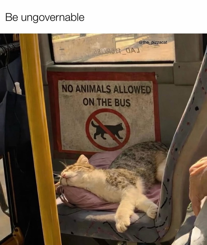 Be ungovernable @the_pizzacat NO ANIMALS ALLOWED ON THE BUS