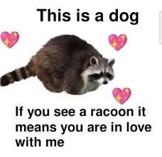 This is a dog If you see a racoon it means you are in love with me