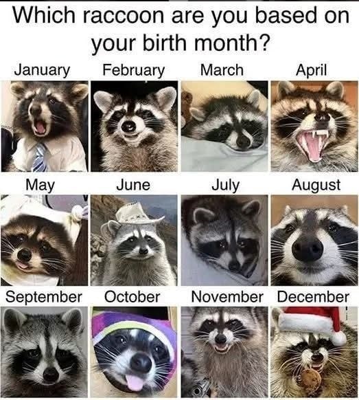 Which raccoon are you based on your birth month? January February March April May June July August September October November December