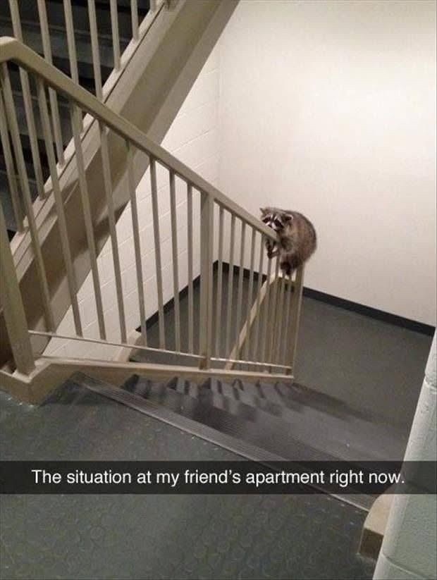 The situation at my friend's apartment right now.