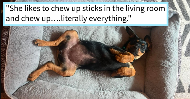 "She likes to chew up sticks in the living room and chew up....literally everything."