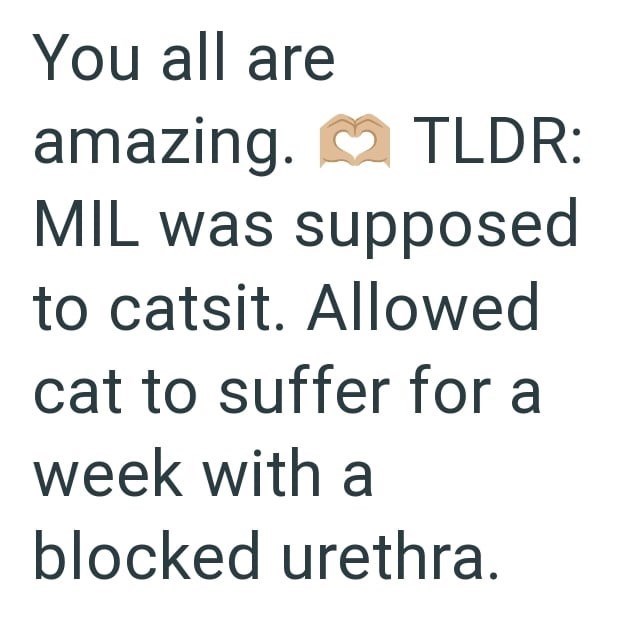 You all are amazing. TLDR: MIL was supposed to catsit. Allowed cat to suffer for a week with a blocked urethra.