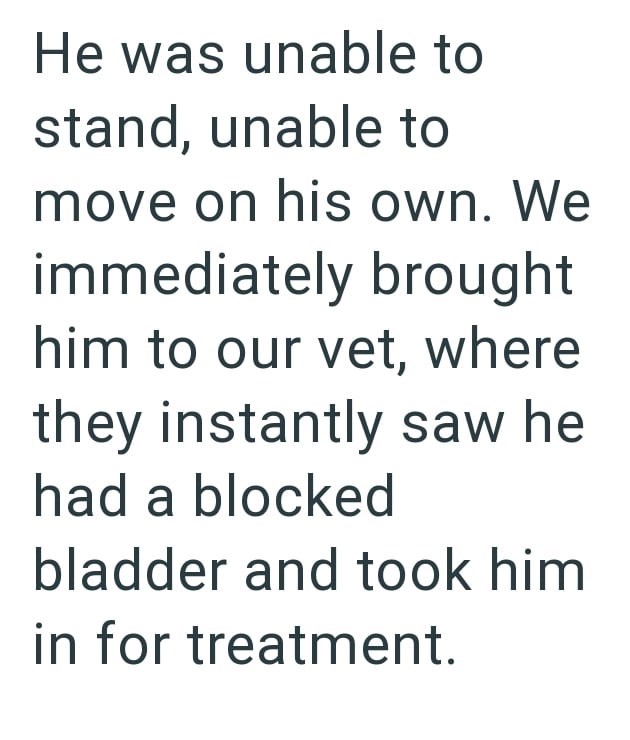 He was unable to stand, unable to move on his own. We immediately brought him to our vet, where they instantly saw he had a blocked bladder and took him in for treatment.