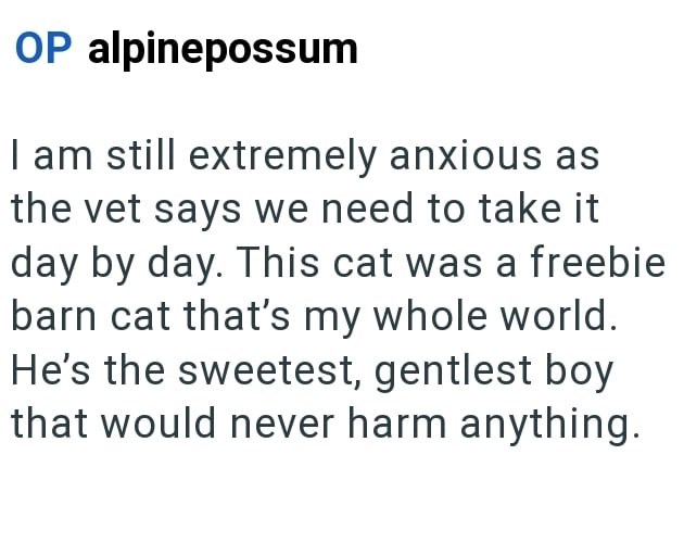 OP alpinepossum I am still extremely anxious as the vet says we need to take it day by day. This cat was a freebie barn cat that's my whole world. He's the sweetest, gentlest boy that would never harm anything.