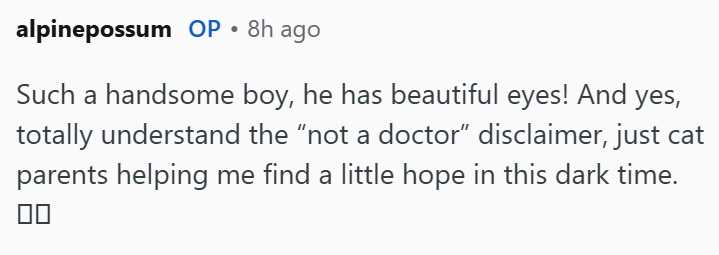 alpinepossum OP • 8h ago Such a handsome boy, he has beautiful eyes! And yes, totally understand the "not a doctor” disclaimer, just cat parents helping me find a little hope in this dark time.