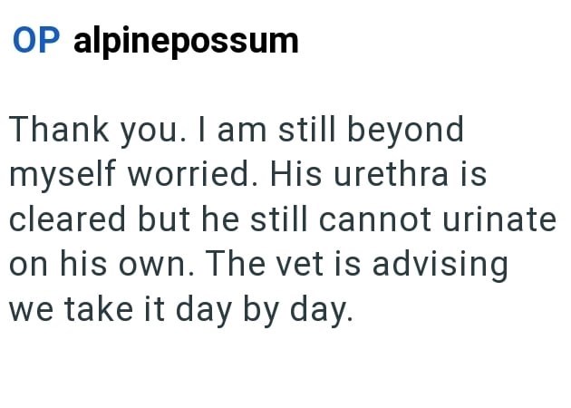OP alpinepossum Thank you. I am still beyond myself worried. His urethra is cleared but he still cannot urinate on his own. The vet is advising we take it day by day.