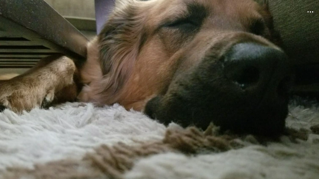 Cheezburger Image 10619898624