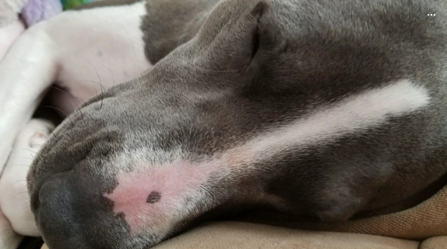 Cheezburger Image 10619898880