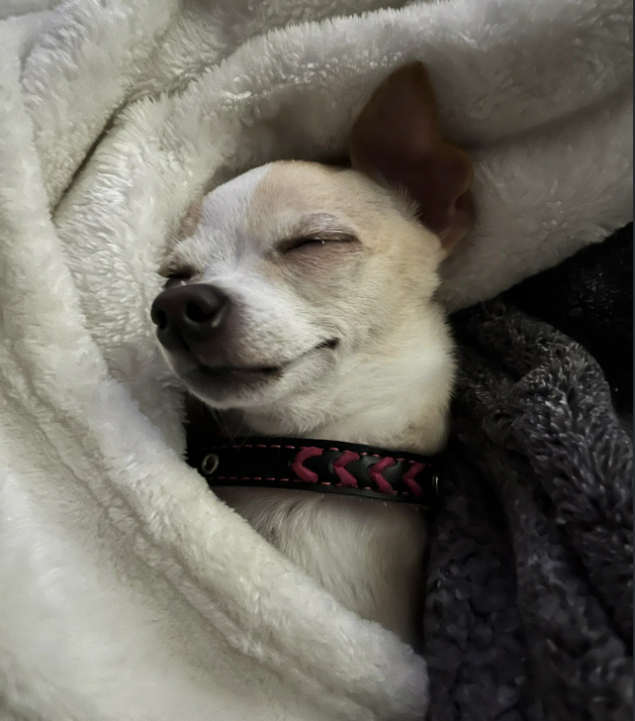 Cheezburger Image 10619899392