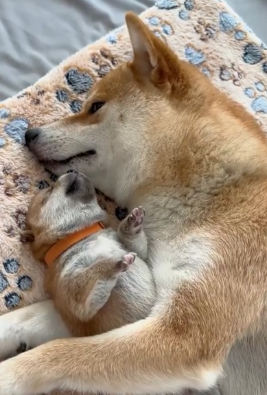 Cheezburger Image 10619899648