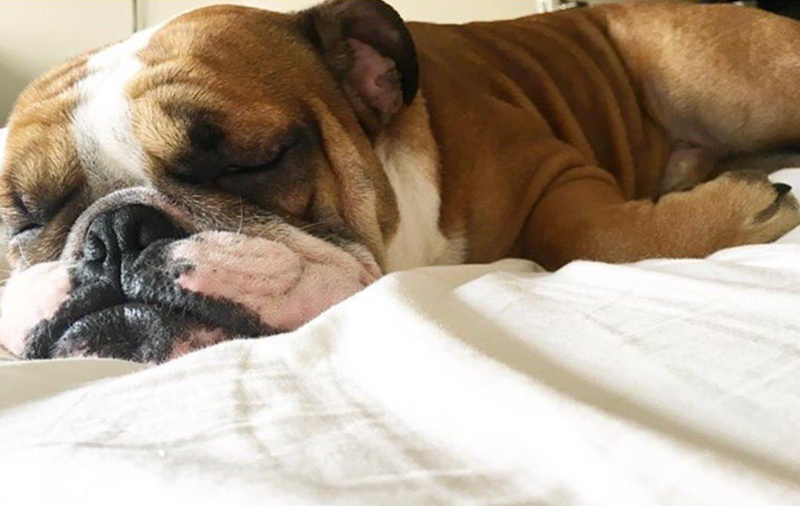 Cheezburger Image 10619900672