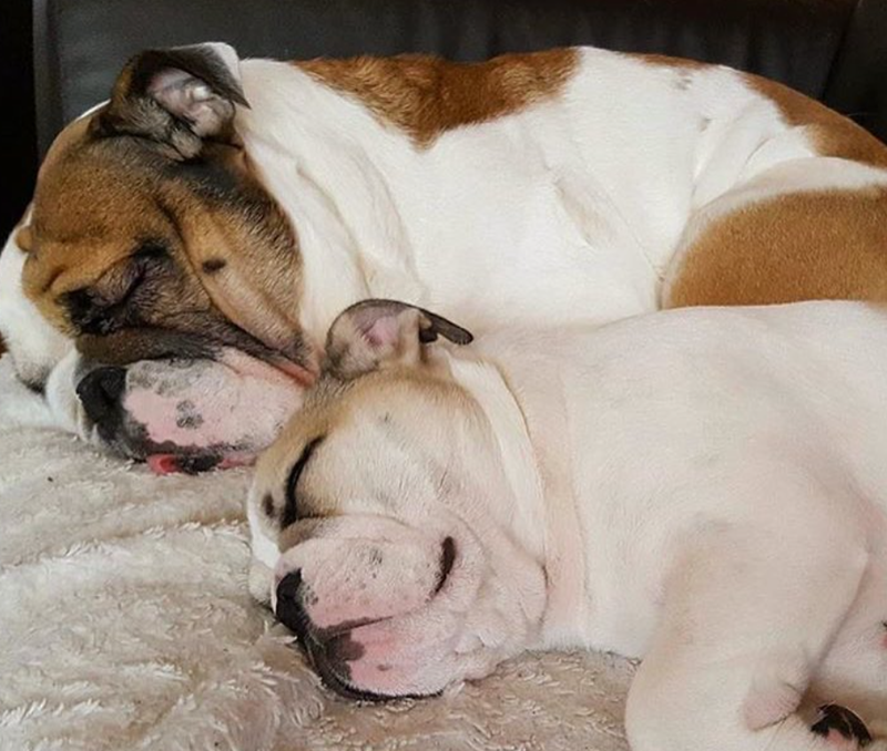 Cheezburger Image 10619900928