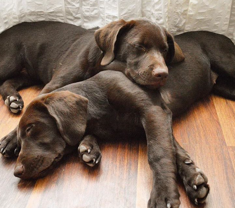 Cheezburger Image 10619901952