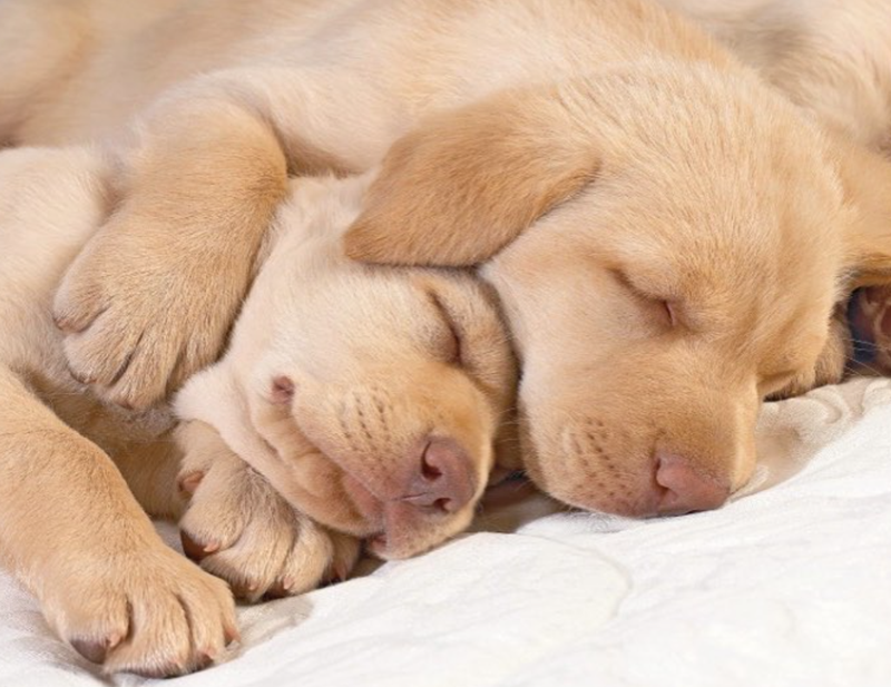 Cheezburger Image 10619902208