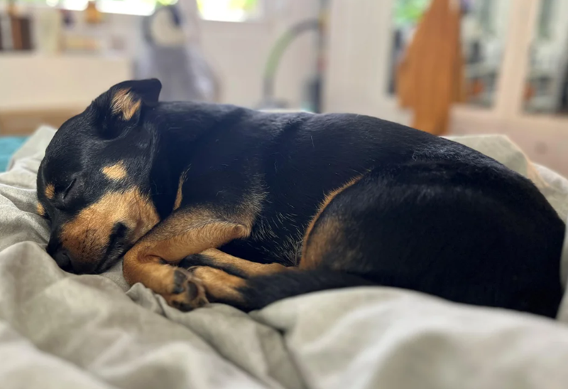 Cheezburger Image 10619903232