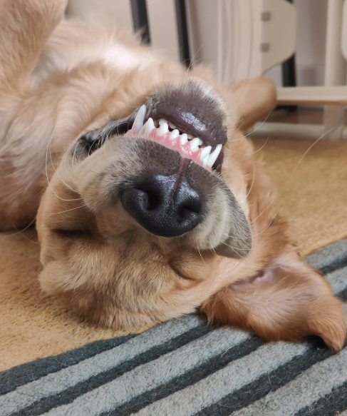 Cheezburger Image 10619903488