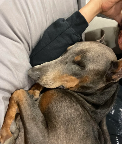 Cheezburger Image 10619903744