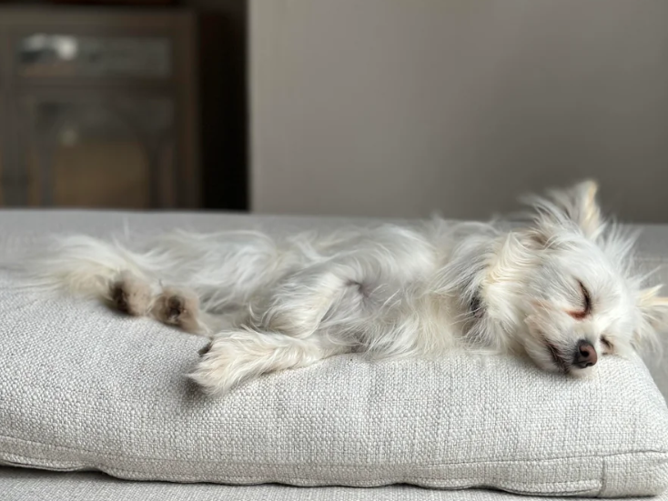 Cheezburger Image 10619904000