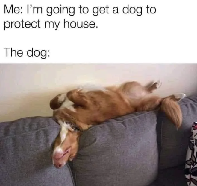 Me: I'm going to get a dog to protect my house. The dog: