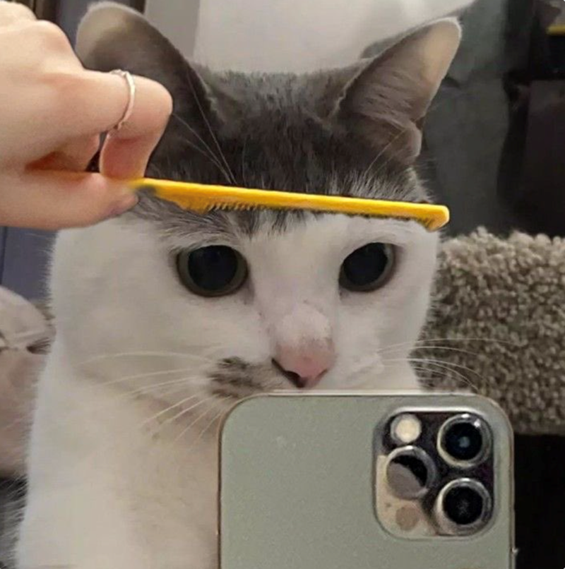 Cheezburger Image 10619936512