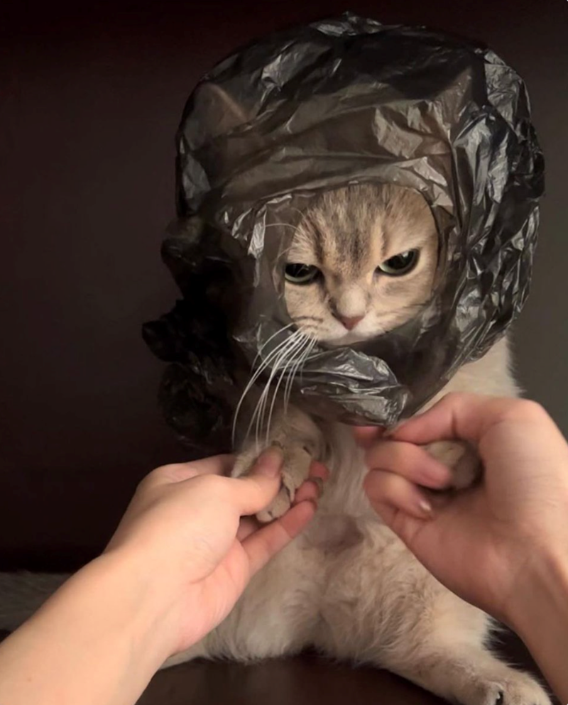 Cheezburger Image 10619937792