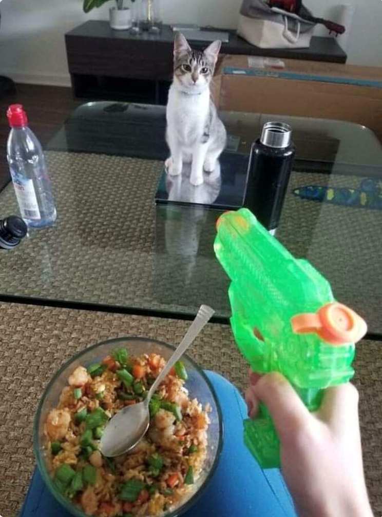 Cheezburger Image 10619938048