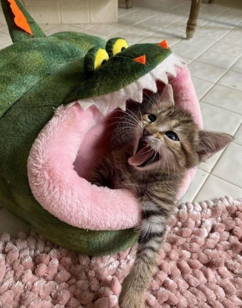 Cheezburger Image 10619938816