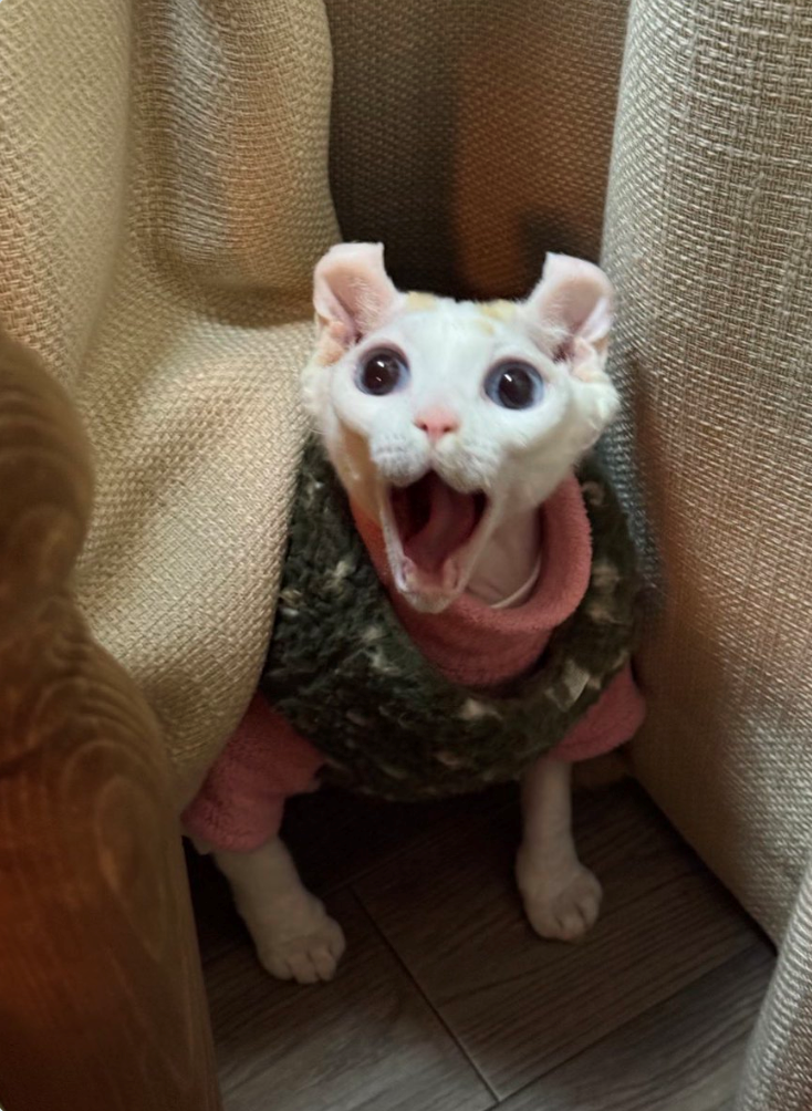 Cheezburger Image 10619939072