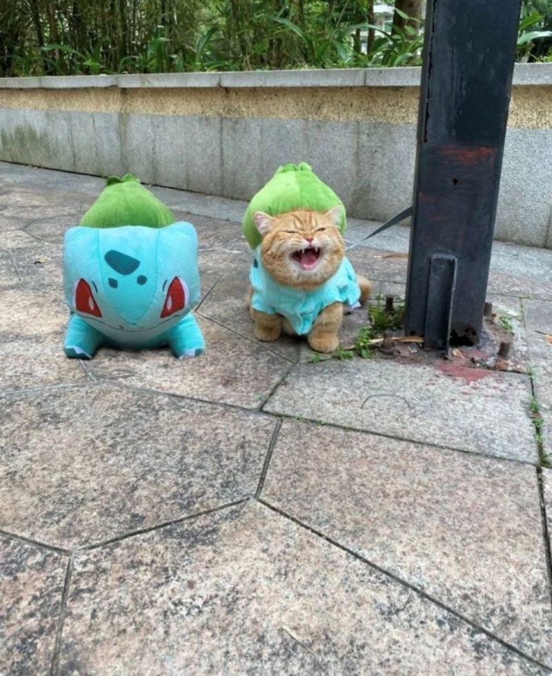 Cheezburger Image 10619939584