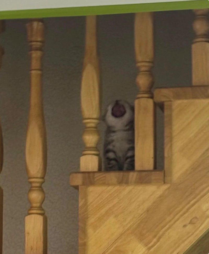 Cheezburger Image 10619940096