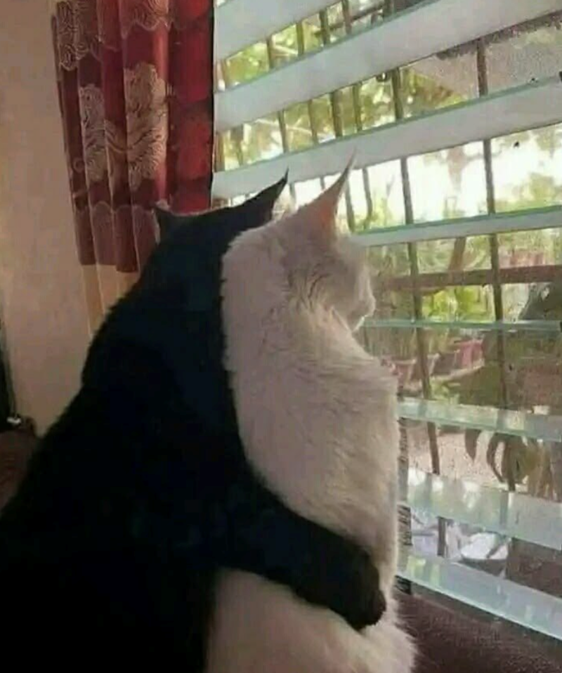 Cheezburger Image 10619940352