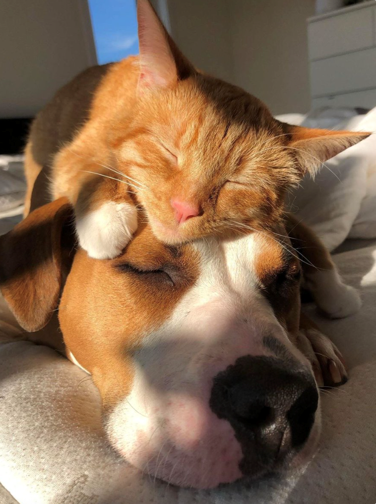 Cheezburger Image 10619940608