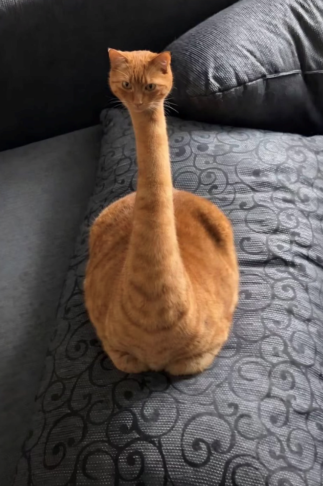 Cheezburger Image 10619941376