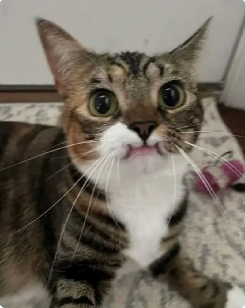 Cheezburger Image 10619941632