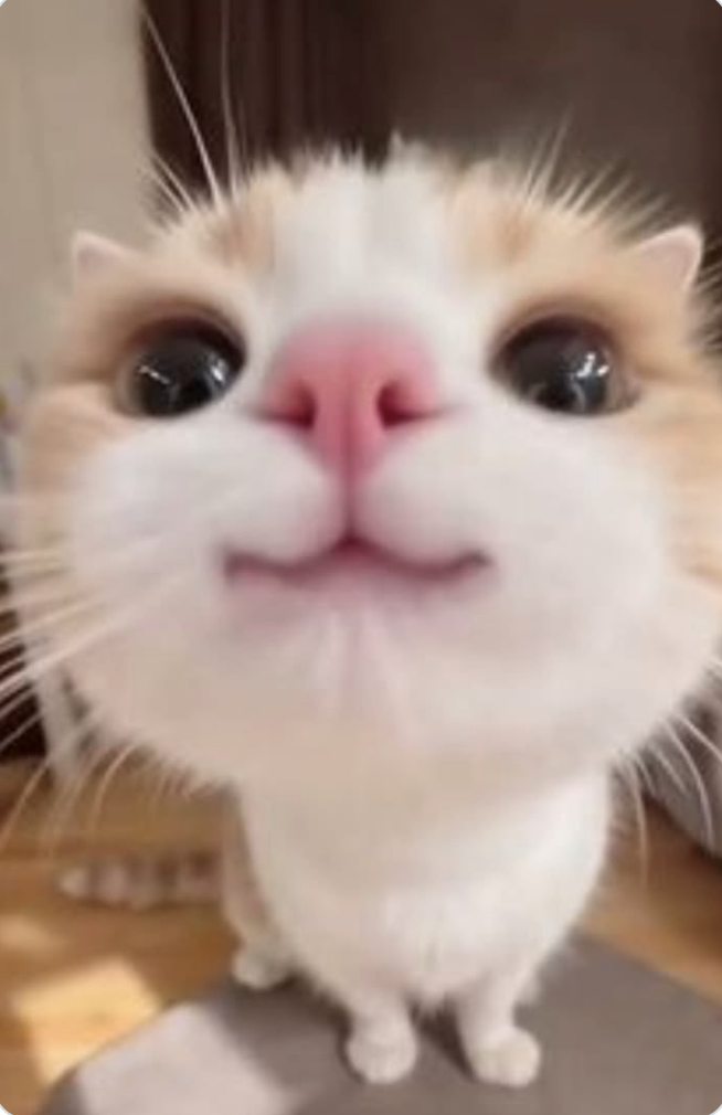 Cheezburger Image 10619941888