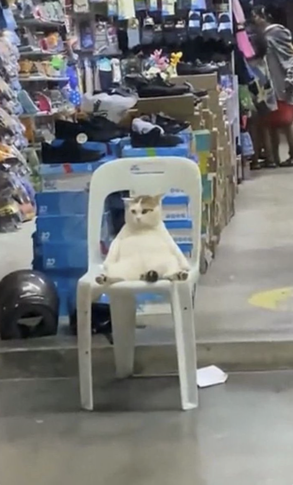 Cheezburger Image 10619942656